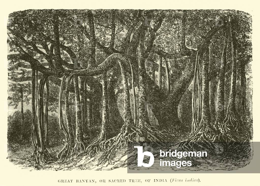 Great Banyan, or Sacred Tree, of India, Ficus indica (engraving)