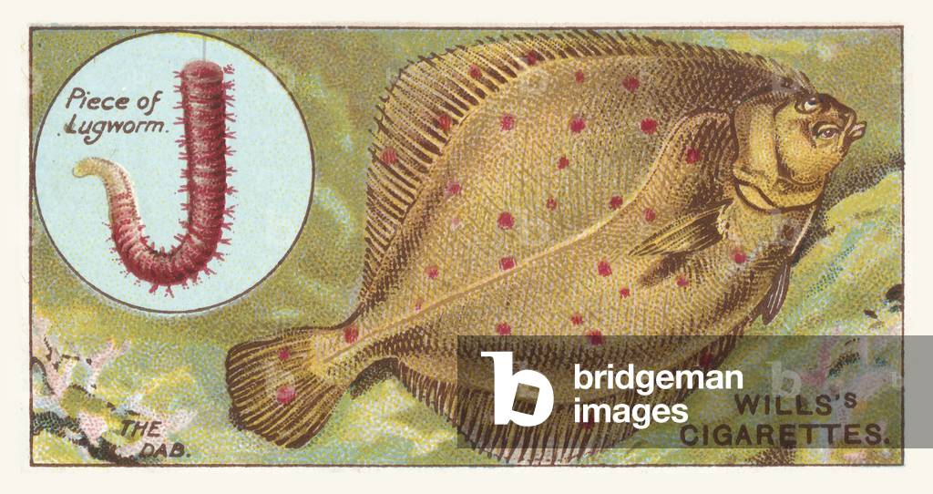 The Dab, Piece of Lugworm (chromolitho)
