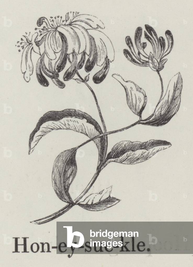 Honeysuckle (engraving)