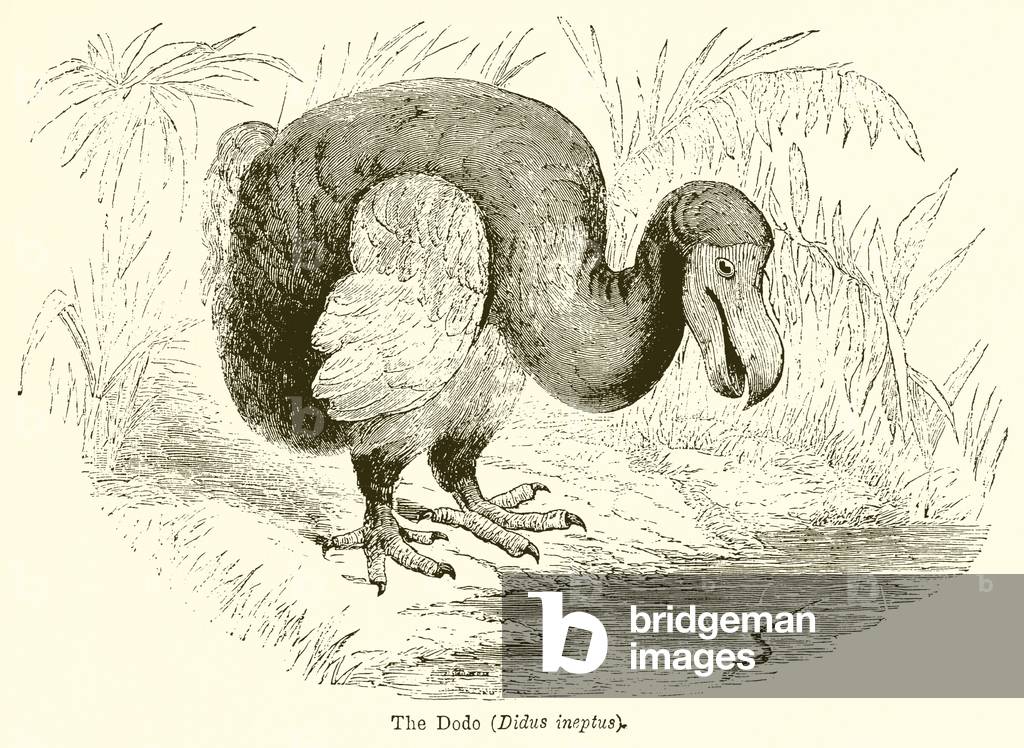 The Dodo (Didus Ineptus) (engraving)
