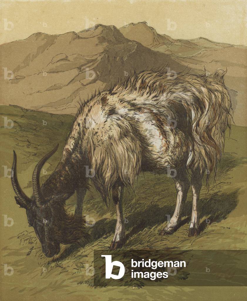 My Billygoat (colour litho)