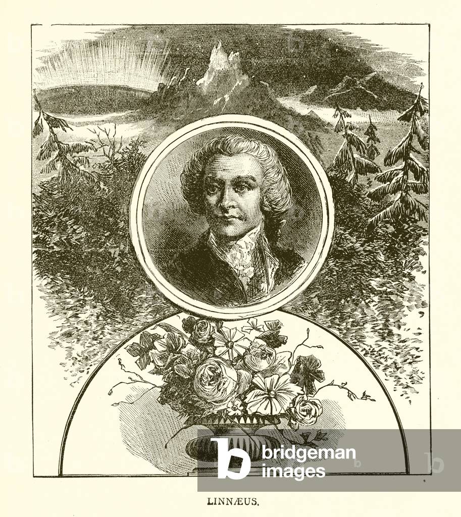 Linnaeus (engraving)