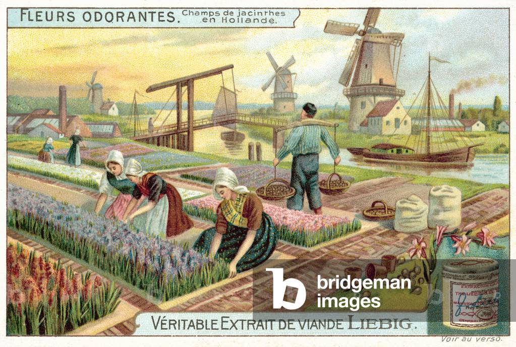 Field of hyacinths in the Netherlands (chromolitho)