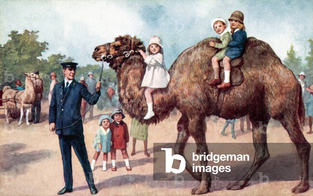 Camel carrying children, London Zoo (colour litho)