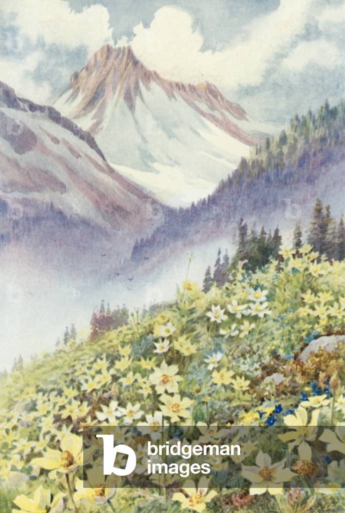 Sulphur Anemones on the Slopes of Le Planet (colour litho)