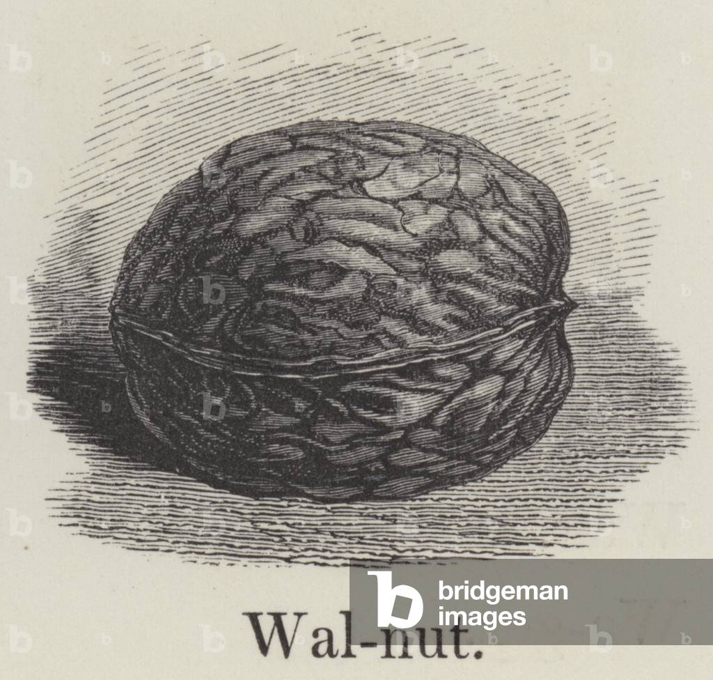 Walnut (engraving)