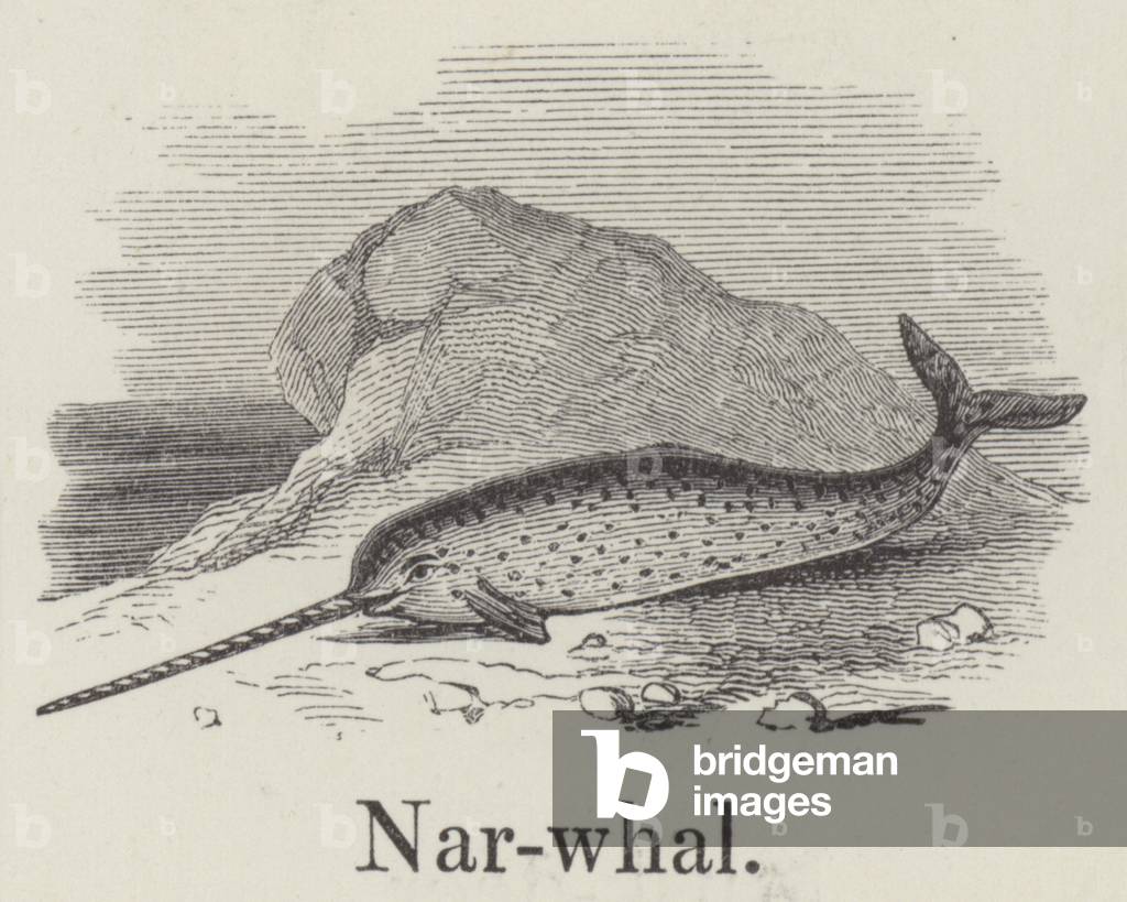 Narwhal (engraving)