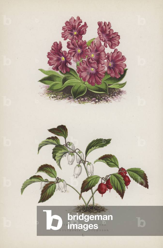 Primula Glaucescens; Gaultheria Procumbens (colour litho)
