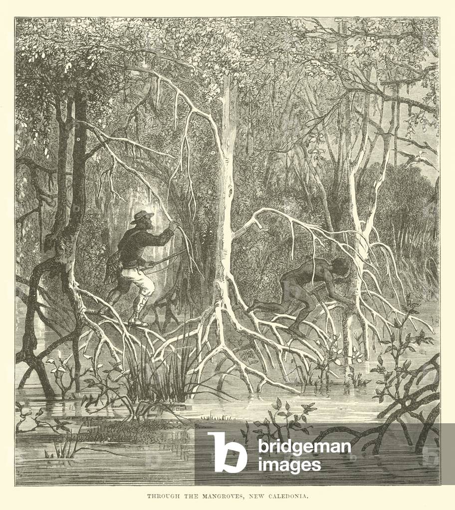 Through the Mangroves, New Caledonia (engraving)
