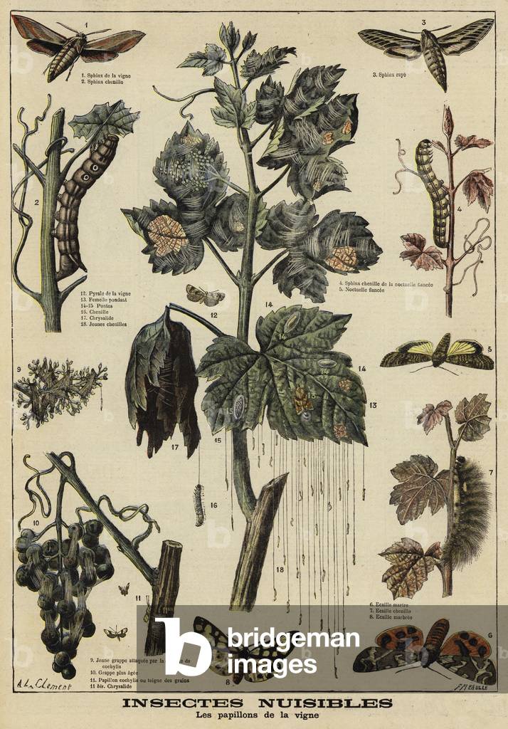 Insects harmful to grape vines (colour litho)