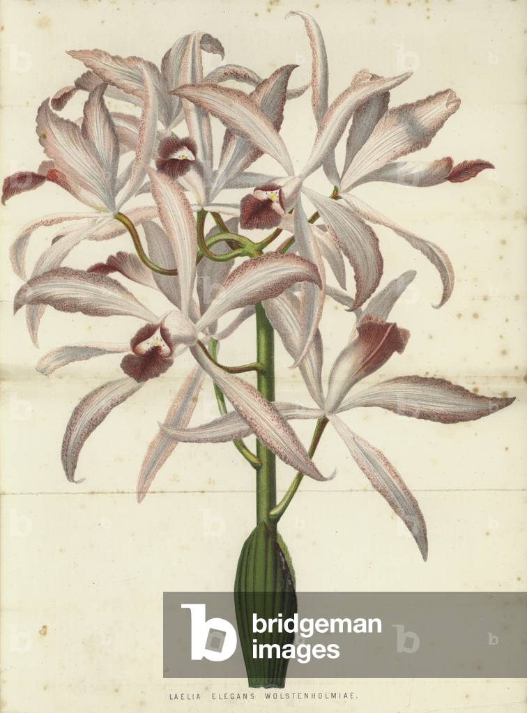 Laelia Elegans Wolstenholmiae (chromolitho)