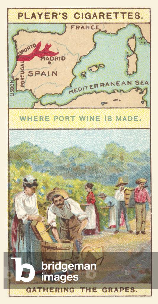 Grapes for Port wine (chromolitho)