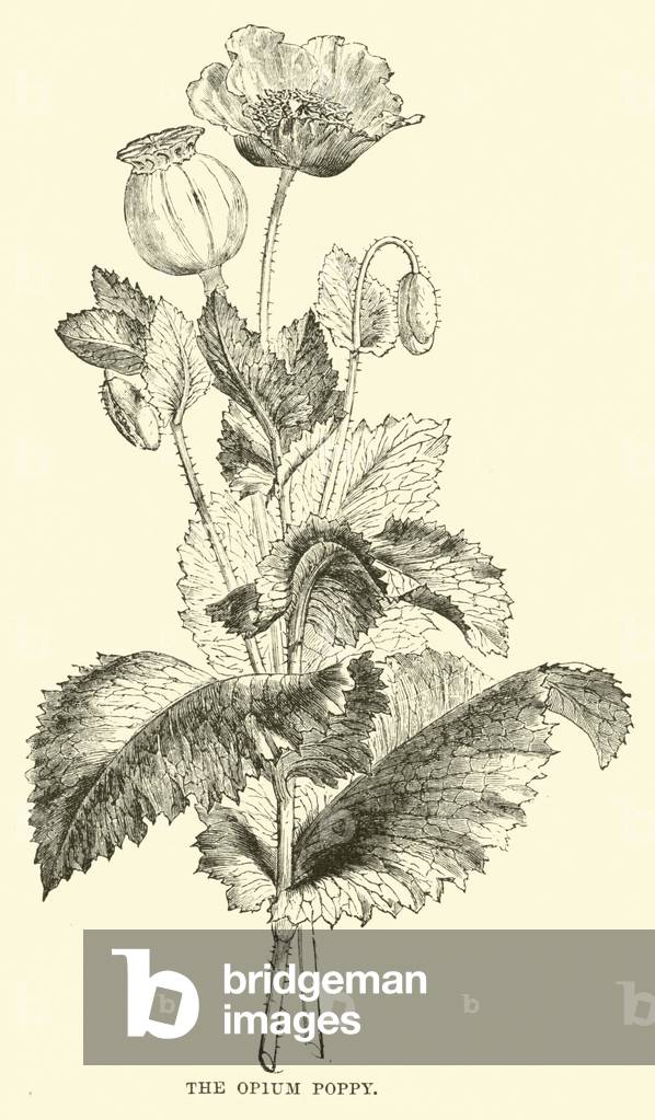 The Opium Poppy (engraving)
