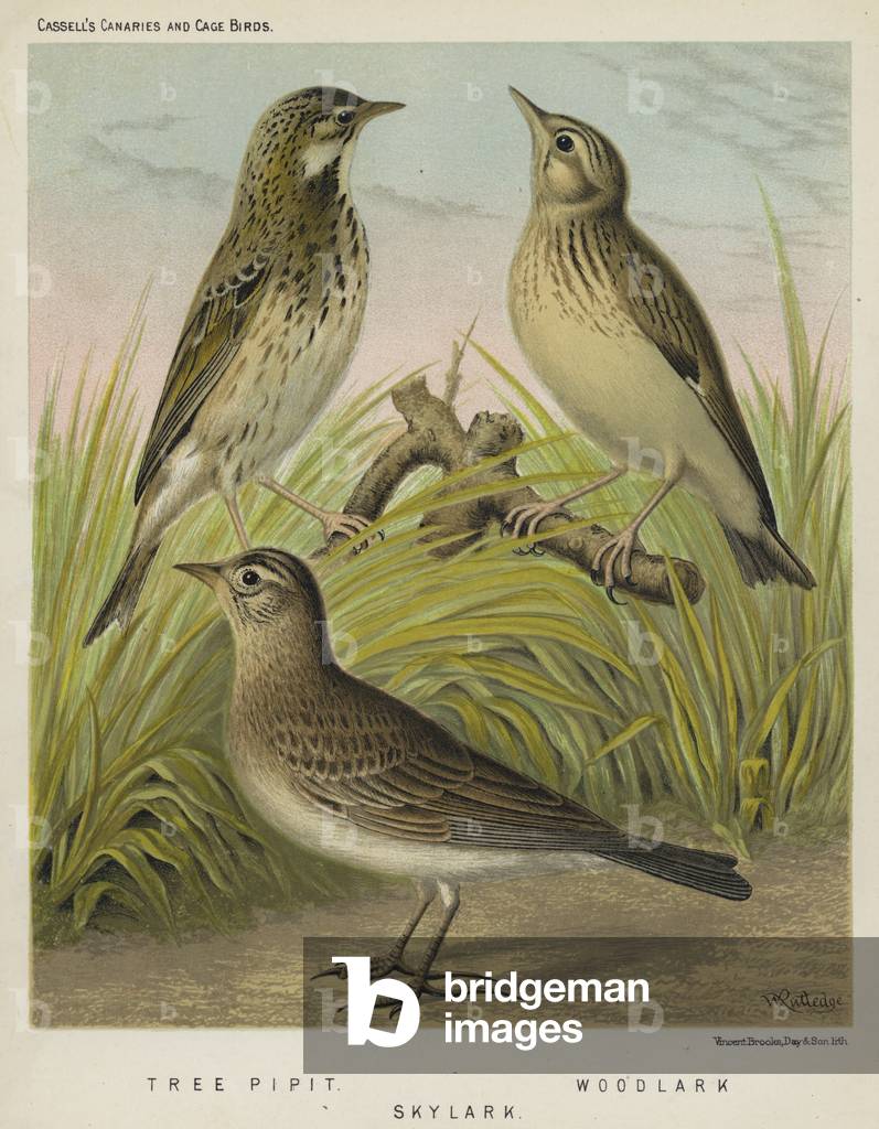 Tree Pipit, Woodlark, Skylark (colour litho)