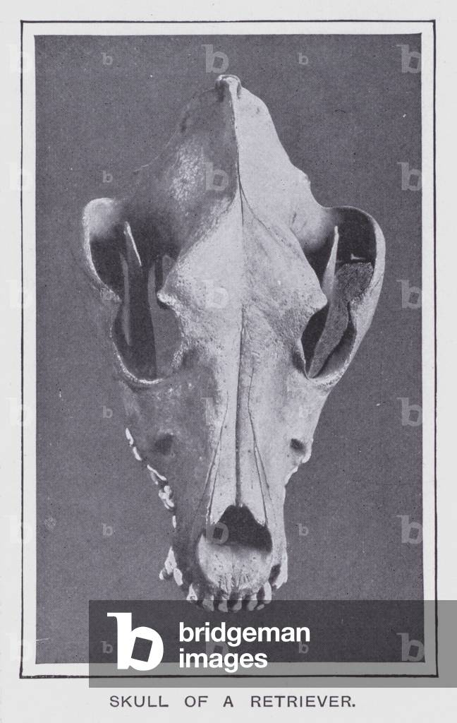 Skull of a Retriever (b/w photo)
