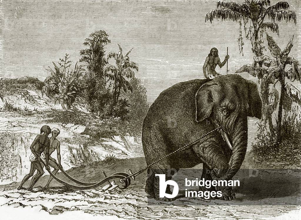 Working elephant in Ceylon
