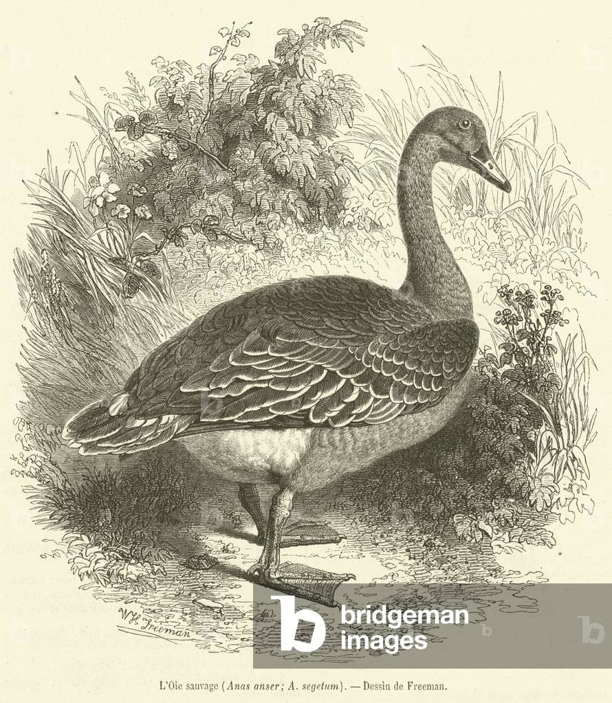 L'Oie sauvage, Anas anser, A segetum (engraving)