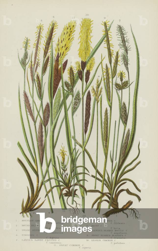 Mountain Carex, Round Headed Carex, Dwarf Silvery Carex, Fingered Carex, Larger Dawny Fruited  (colour litho)