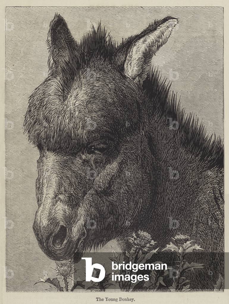 The Young Donkey (engraving)