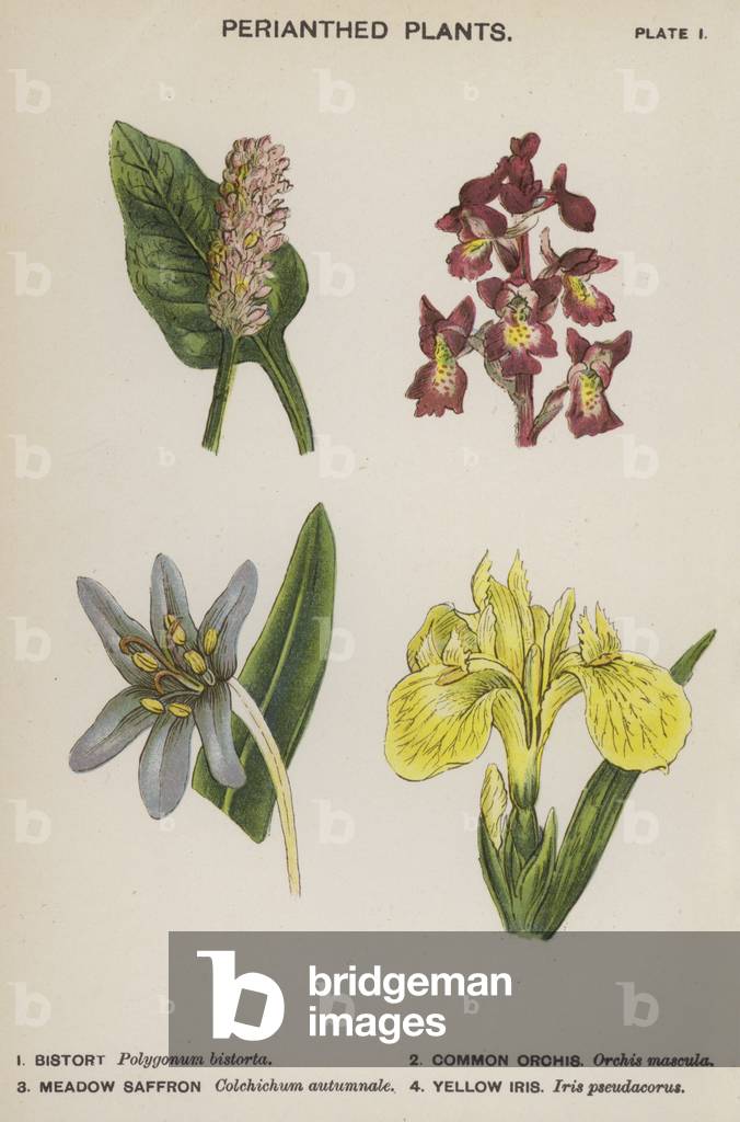Perianthed Plants (colour litho)