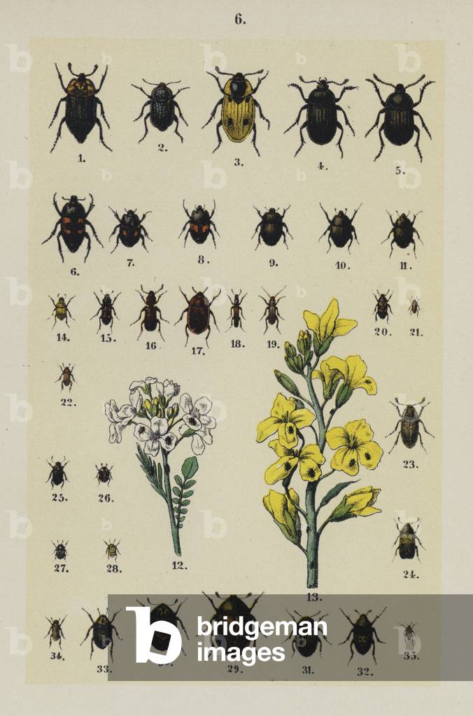 Plate from The Young Beetle-Collector's Handbook (chromolitho)