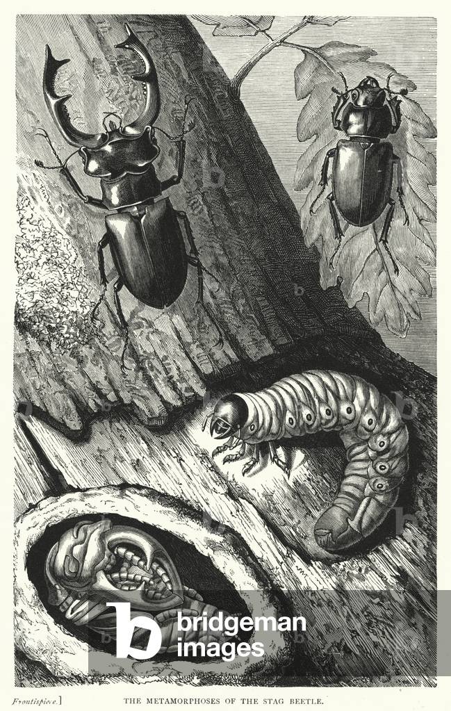 The Metamorphoses of the Stag Beetle (engraving)