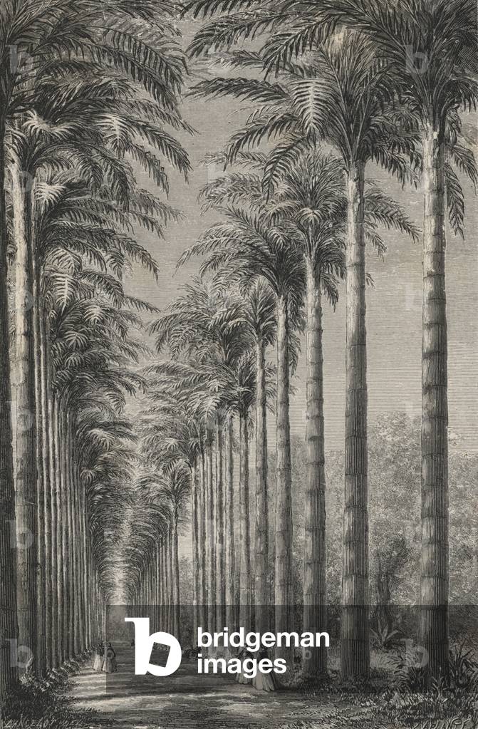 Avenue De Palmiers Dans Le Jardin Botanique De Rio-De-Janeiro (engraving)