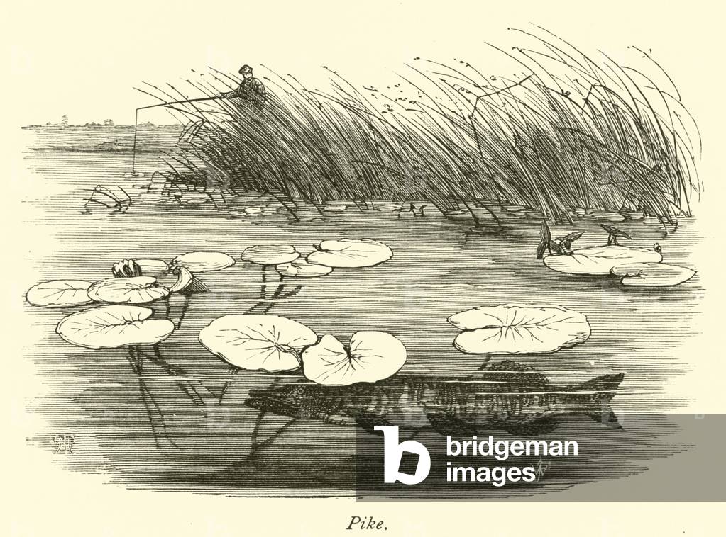 Pike (engraving)