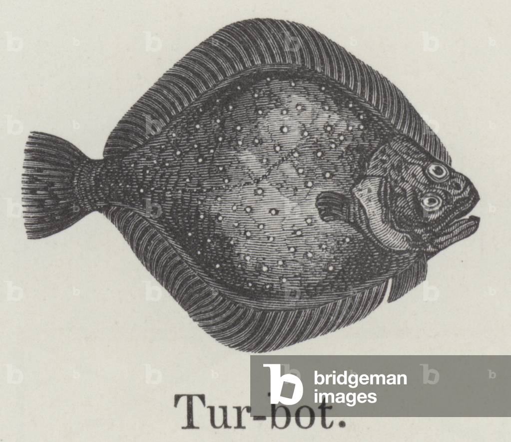 Turbot (engraving)