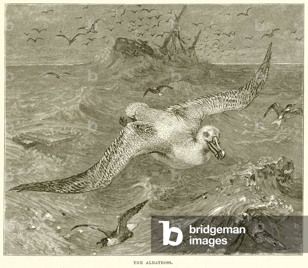 The Albatross (engraving)