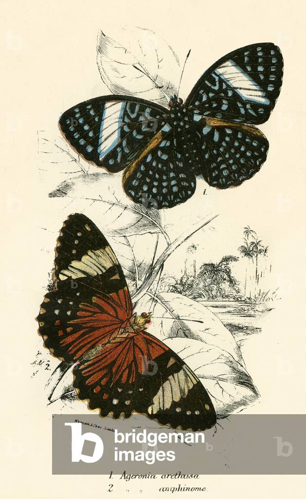 Butterflies