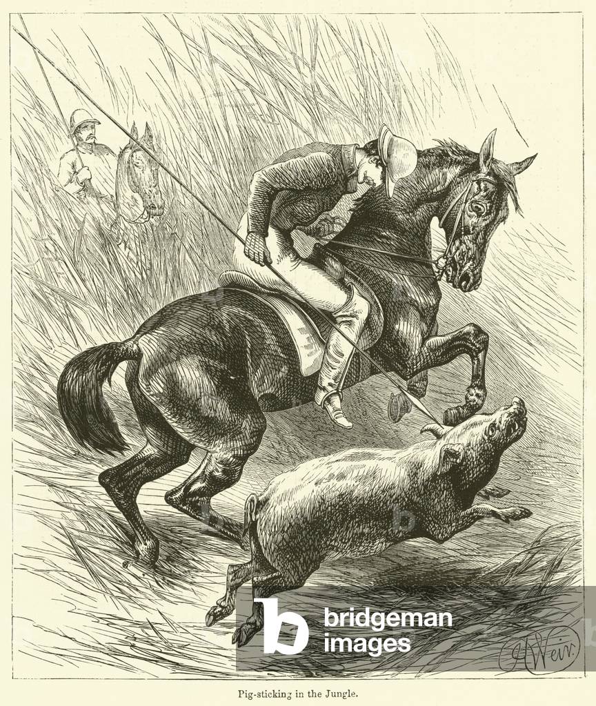 Pig-sticking in the Jungle (engraving)
