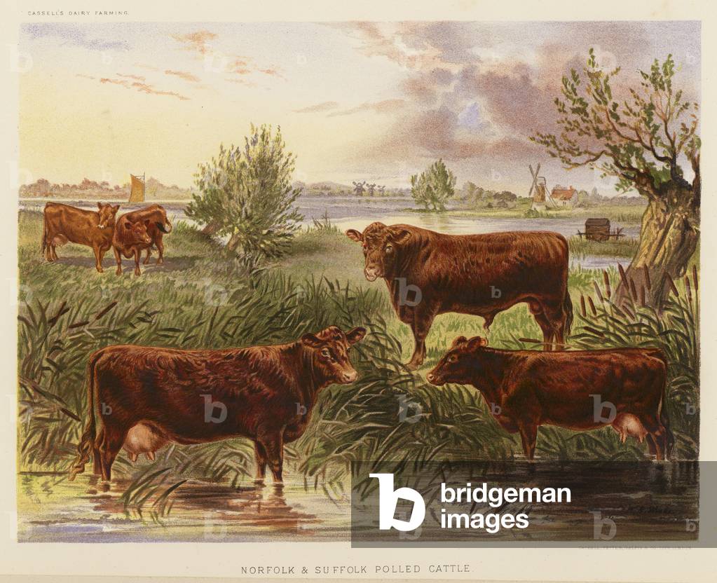 Norfolk and Suffolk Polled Cattle (colour litho)