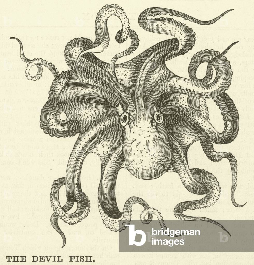 The Devil Fish (engraving)