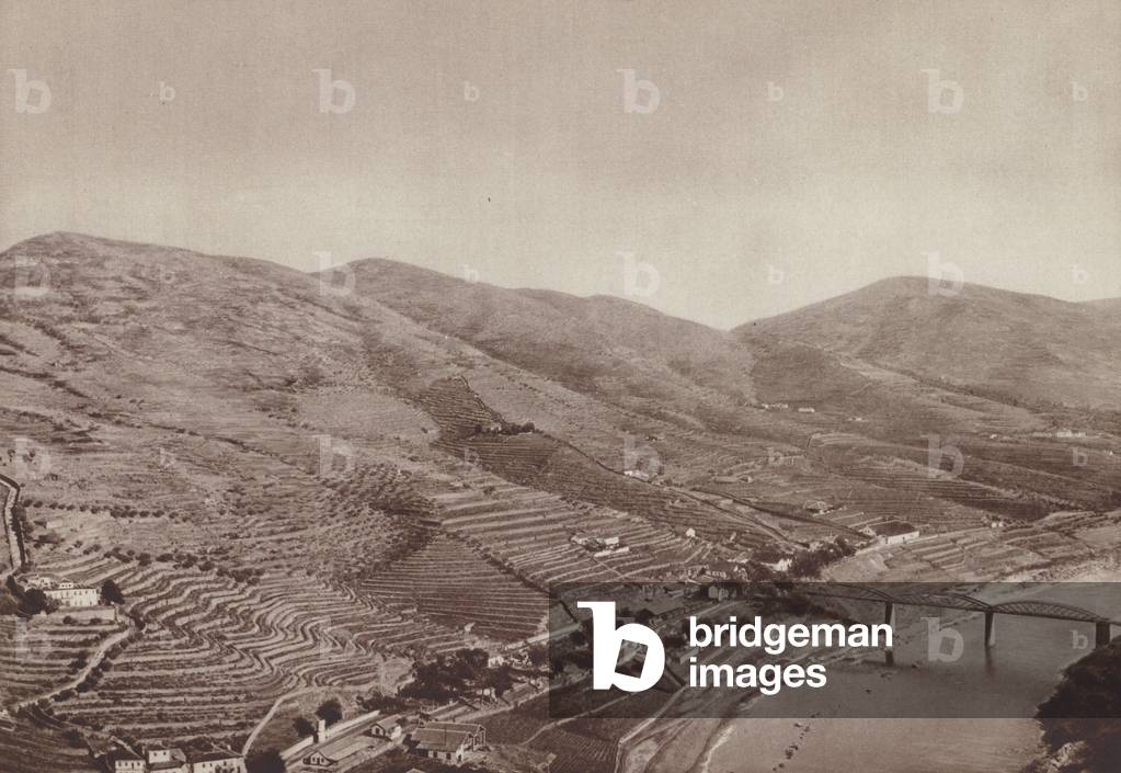 Vineyards on the banks of the Douro, Portugal (b/w photo)