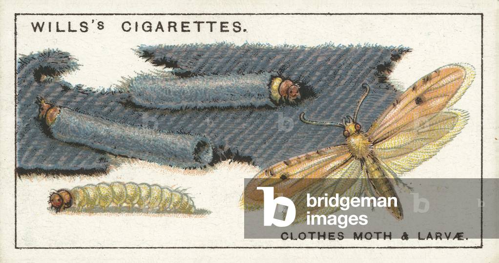 Clothes Moth and larvae (chromolitho)