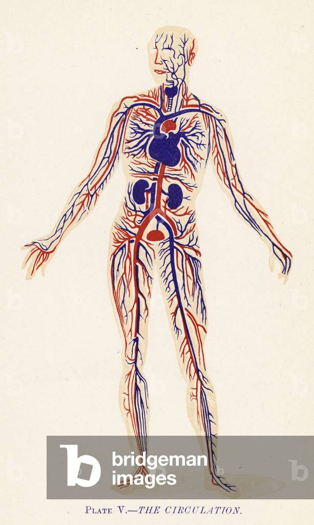 The Circulation (colour litho)