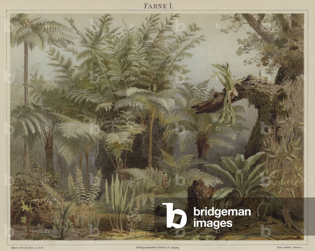 Ferns (colour litho)