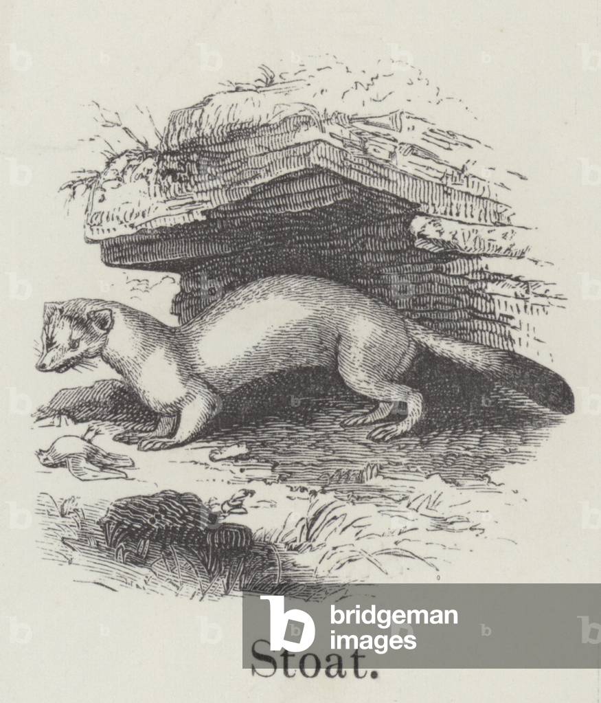 Stoat (engraving)