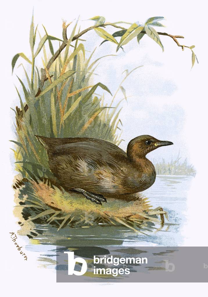 Little Grebe