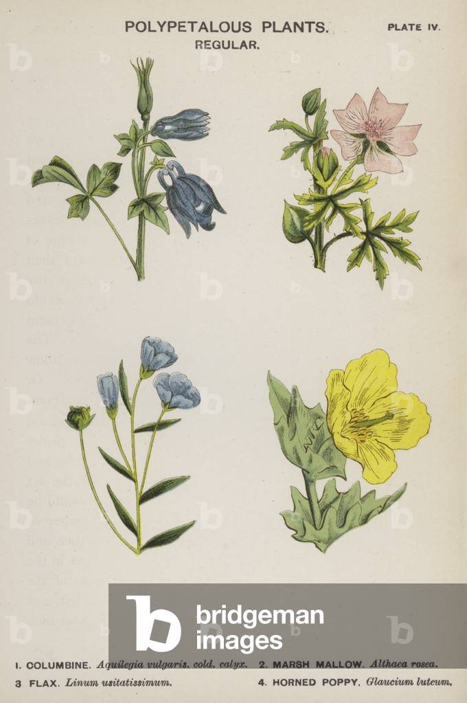 Polypetalous Plants, Regular (colour litho)