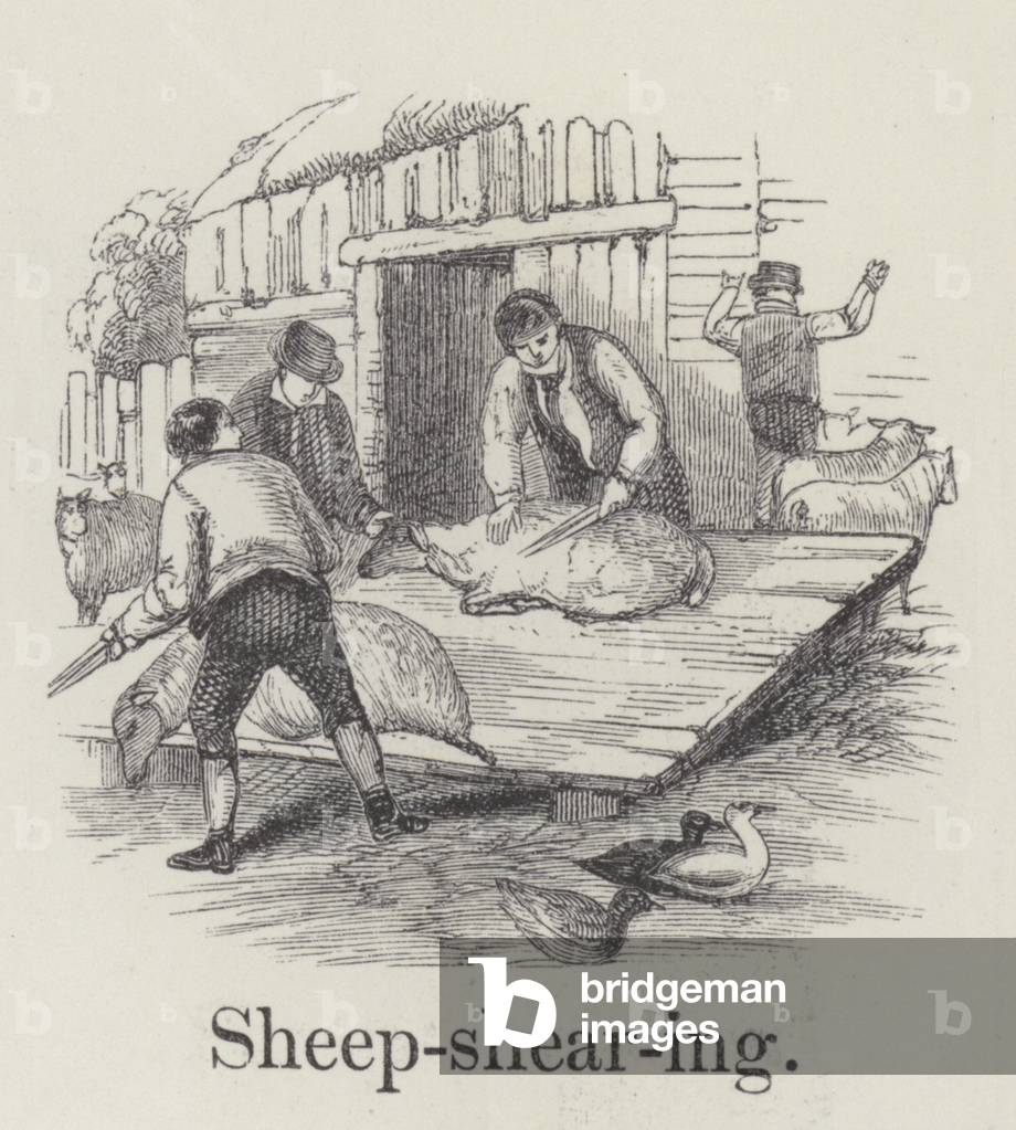 Sheep shearing (engraving)