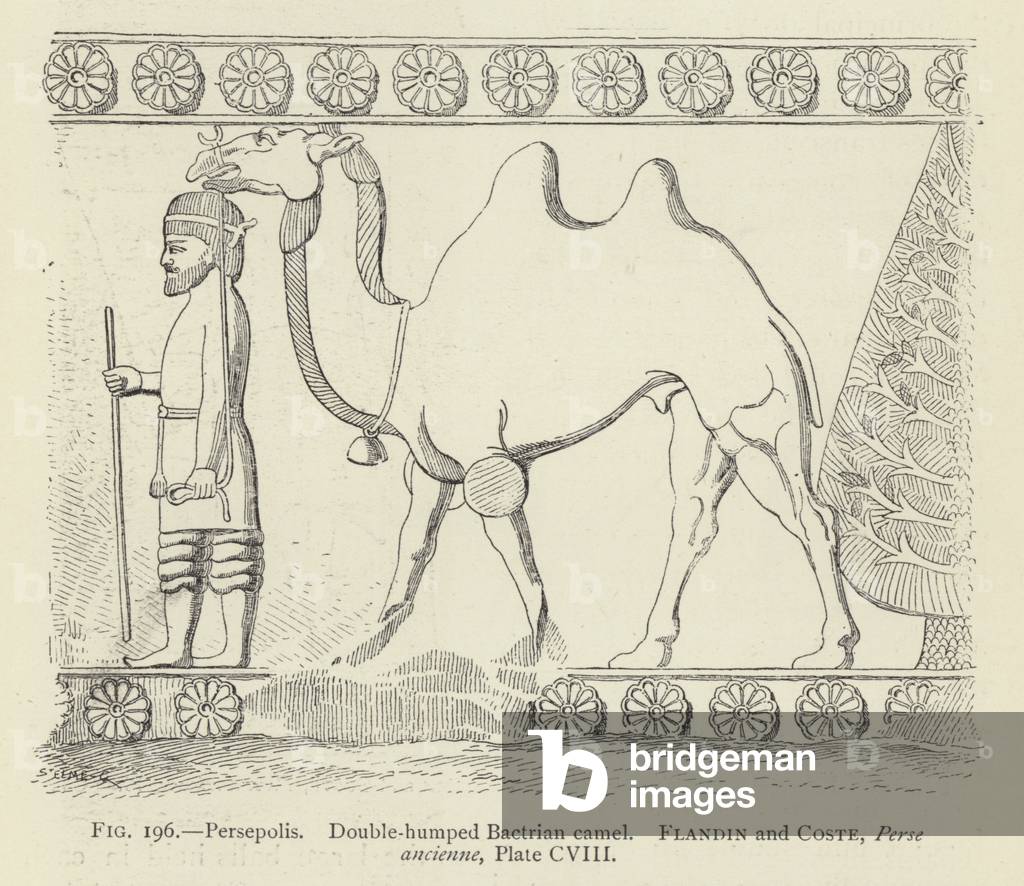 Persepolis, Double-humped Bactrian camel (engraving)