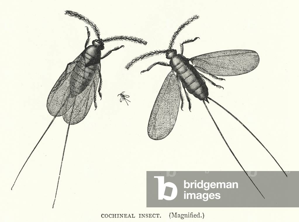 Cochineal Insect, Magnified (engraving)