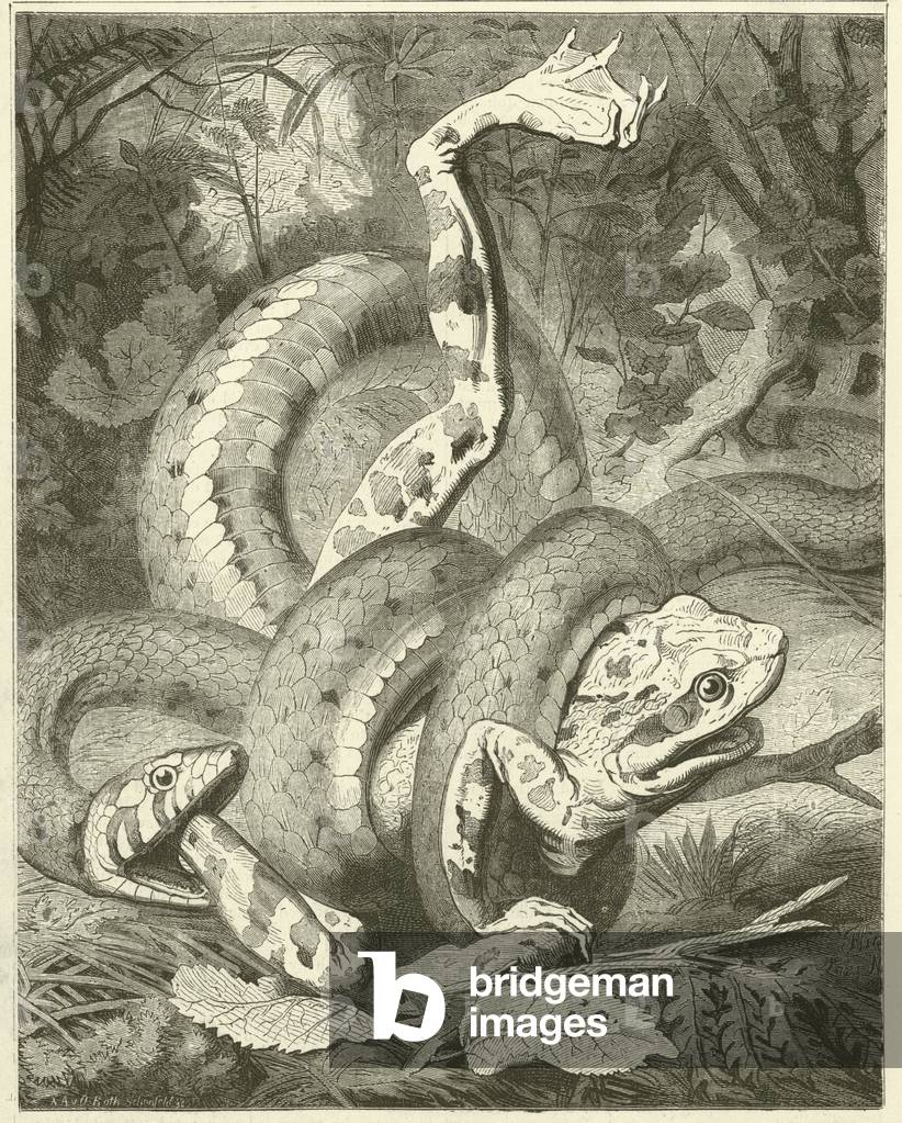 Adder and the Frog (engraving)