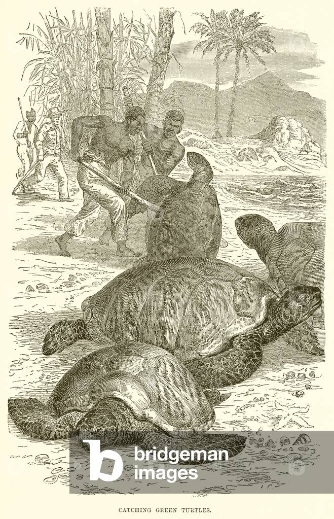 Catching Green Turtles (engraving)