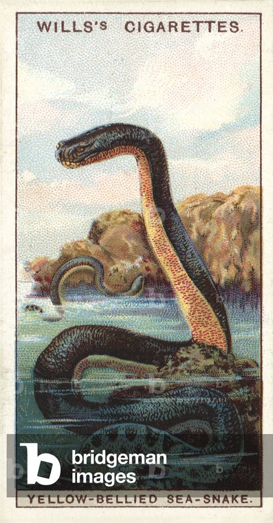 Yello-bellied Sea-Snake, a poisonous marine serpent dreaded by fishermen (chromolitho)