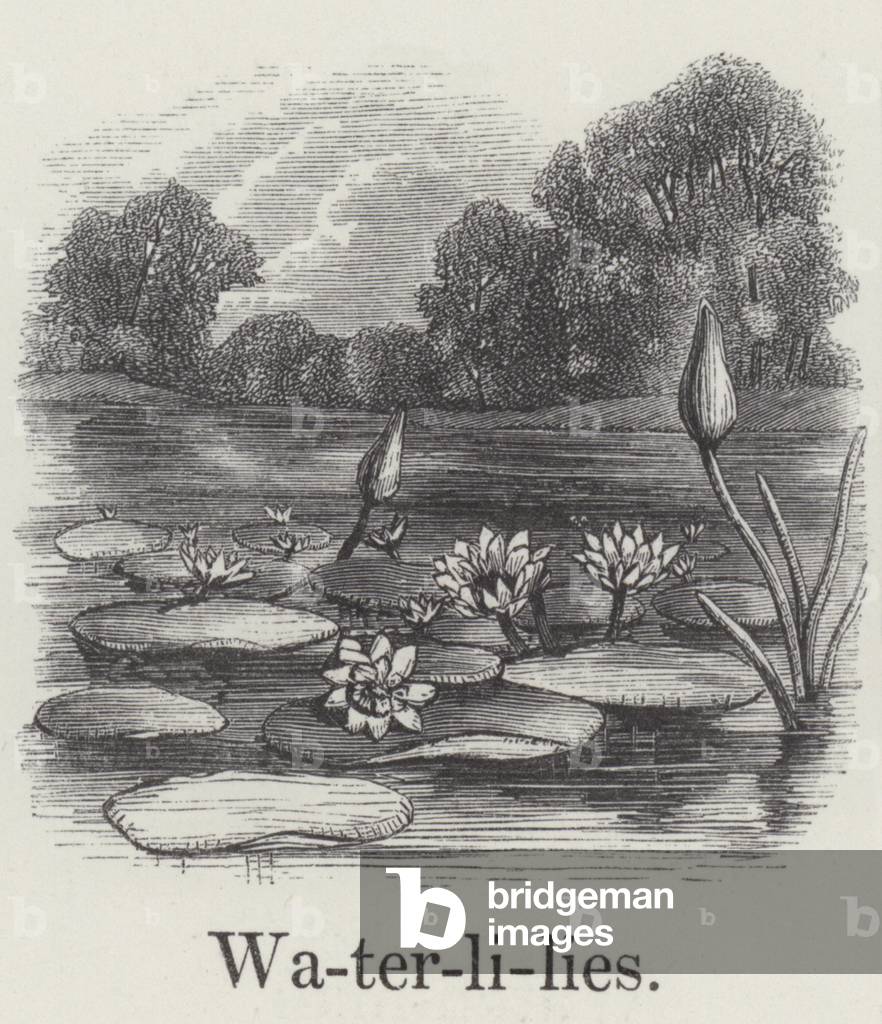 Water lilies (engraving)