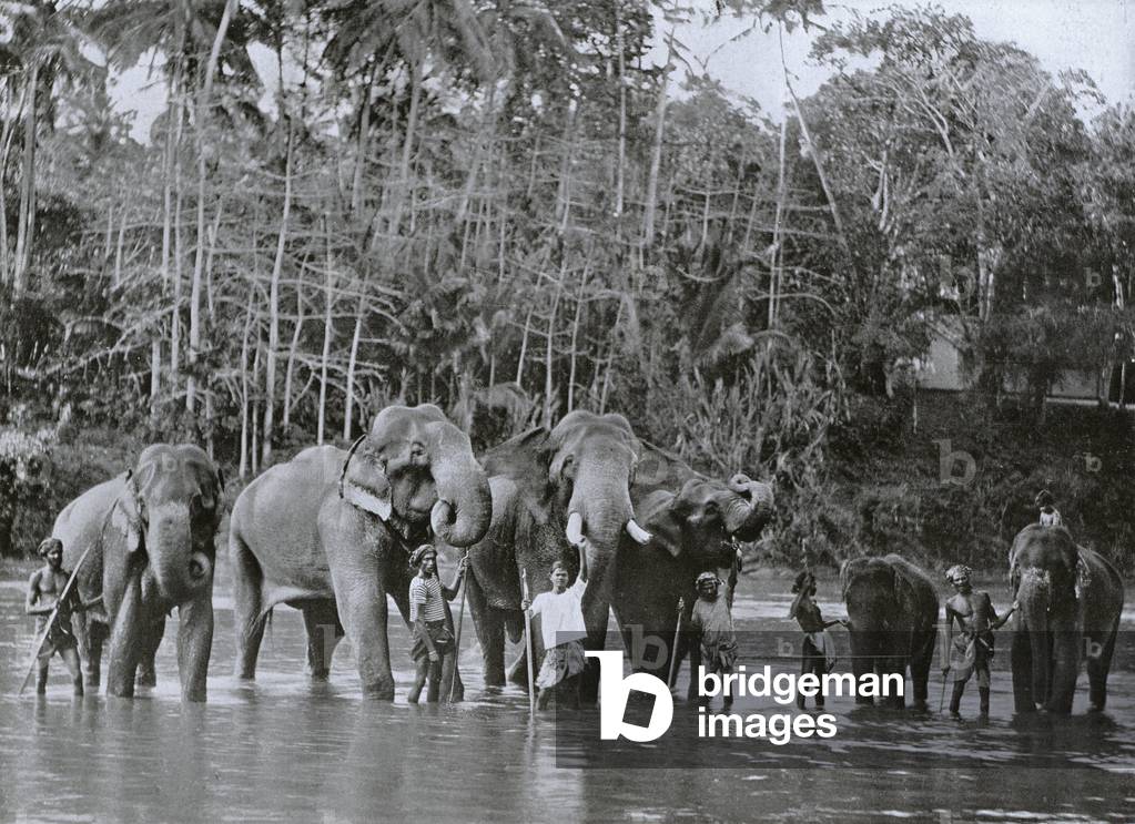 Sacred Elephants Bathing in the Mahaweli Ganga at Kadugastotta (b/w photo)