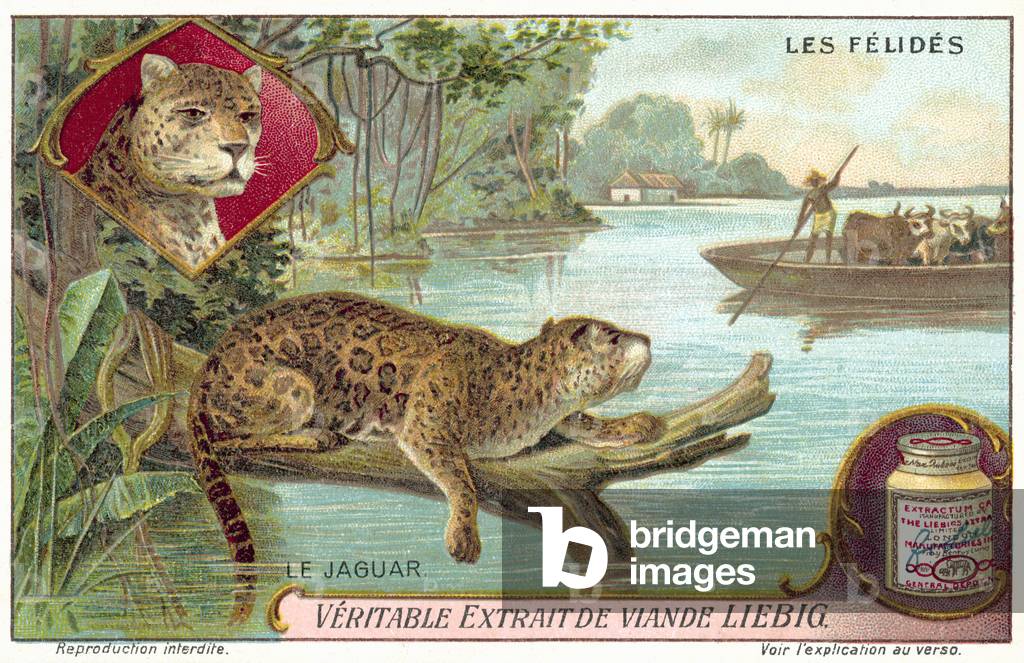 Jaguar (chromolitho)